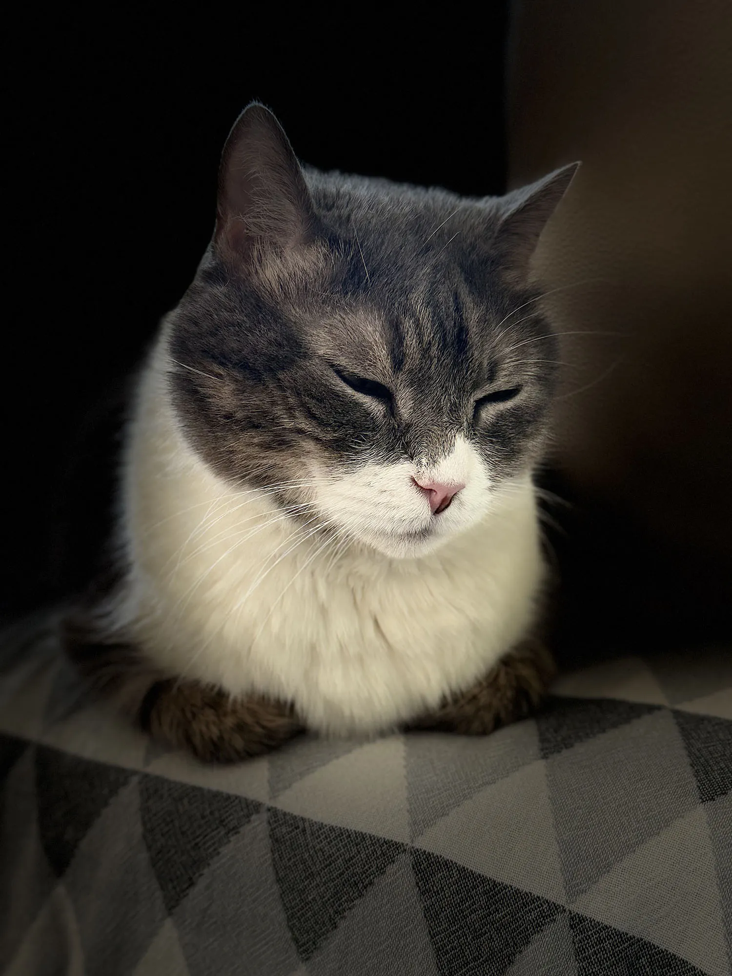 Everest, a cat