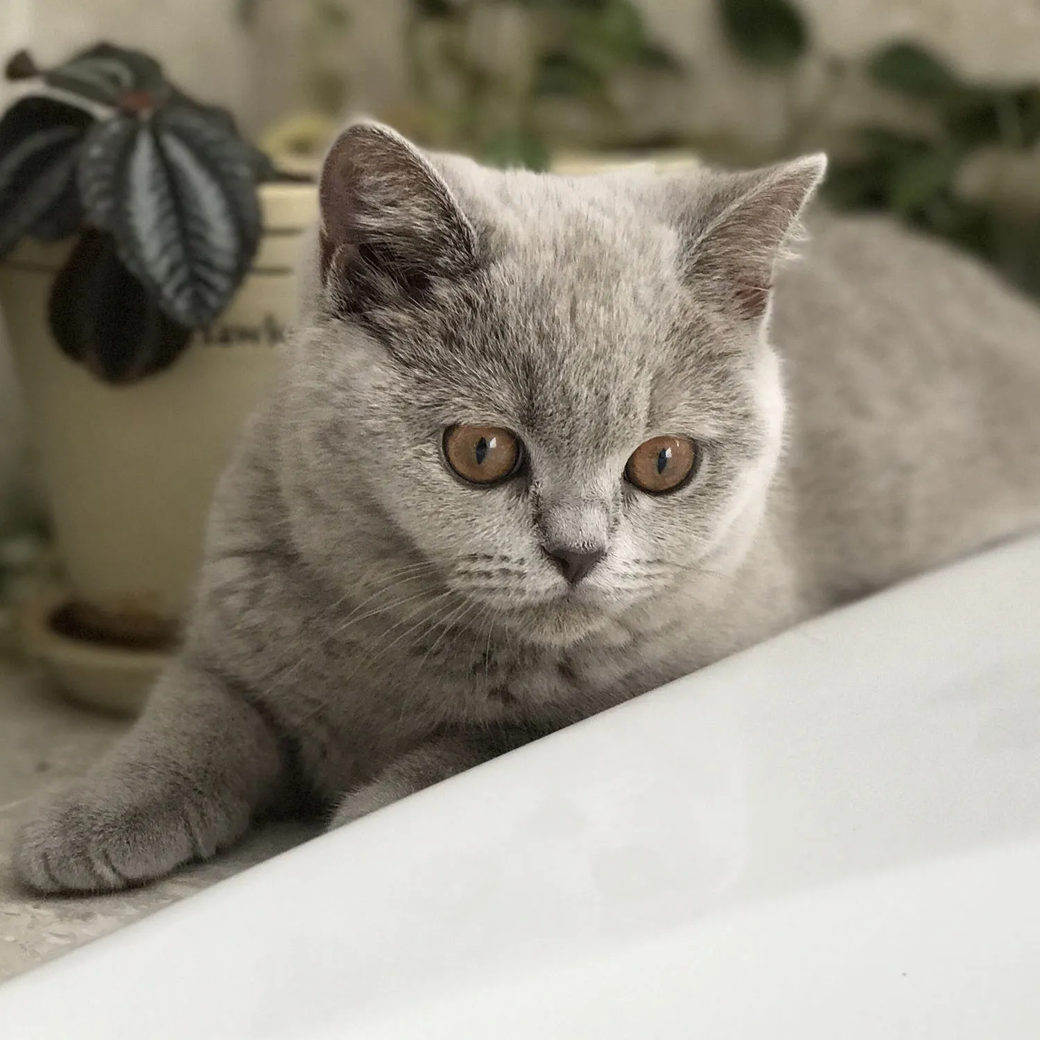Luna, a cat