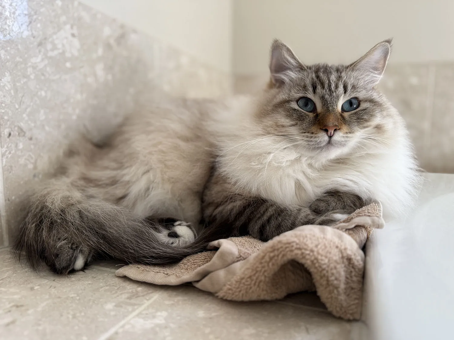 Mico, a cat