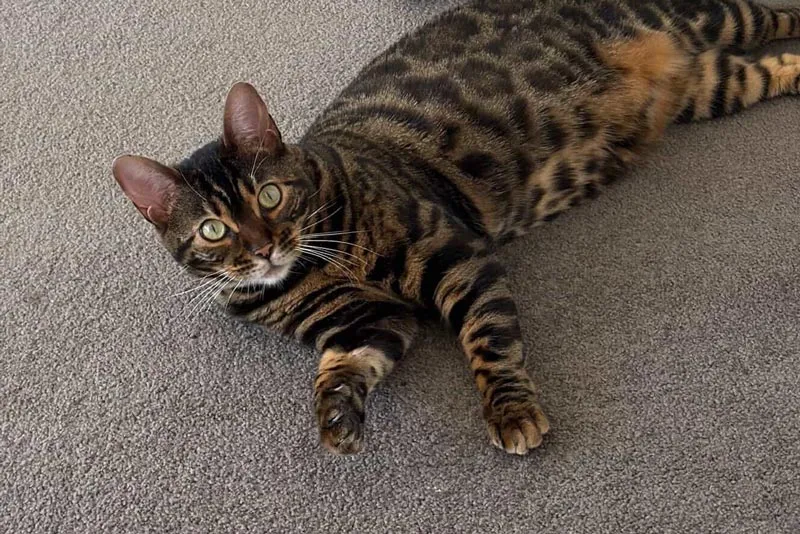 Princess, a cat