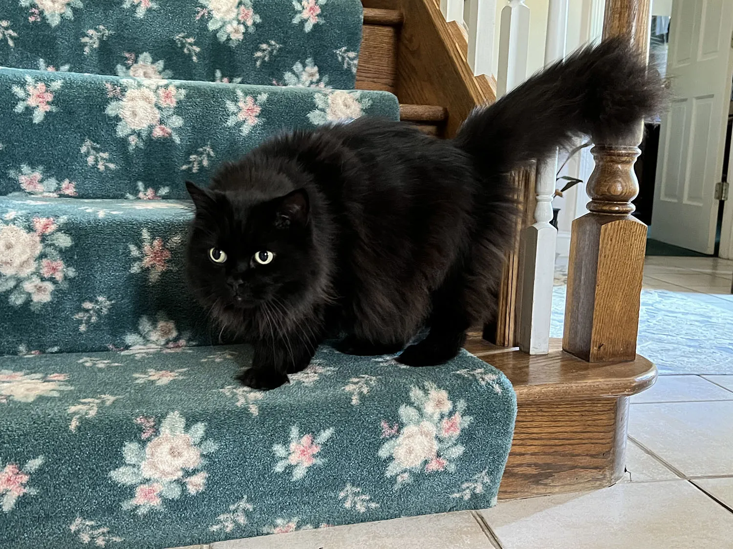 Sam, a cat